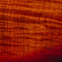 StingRay 5 HH Maple Top